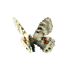 creature-butterfly-cardinalapollomale