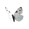 creature-butterfly-checkeredwhitemale