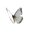 creature-butterfly-chocolatealbatrossdryseasonmale