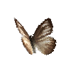 creature-butterfly-chocolatealbatrosswetseasonfemale