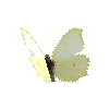 creature-butterfly-cleopatrafemale