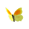 creature-butterfly-cleopatramale