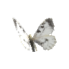 creature-butterfly-cloudedapollofemale