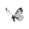creature-butterfly-cloudedapollomale