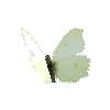 creature-butterfly-commonbrimstonefemale