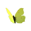 creature-butterfly-commonbrimstonemale