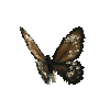 creature-butterfly-commongreenbirdwingfemale