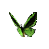 creature-butterfly-commongreenbirdwingmale