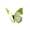 creature-butterfly-commongreencharaxes