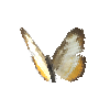 creature-butterfly-commonmestra