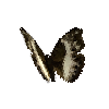 creature-butterfly-commonwhitegliderfemale