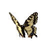 creature-butterfly-commonyellowswallowtailfemale