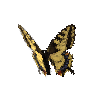 creature-butterfly-commonyellowswallowtailmale