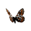 creature-butterfly-cynthiasfritillarymale