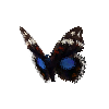 creature-butterfly-darkbluepansy