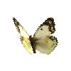 creature-butterfly-dawncloudedbutterflywhitefemale