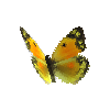 creature-butterfly-dawncloudedbutterflyyellowfemale