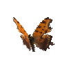 creature-butterfly-easterncommasummerform