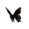 creature-butterfly-easterntigerswallowtaildarkfemale