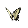 creature-butterfly-easterntigerswallowtailmale