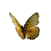 creature-butterfly-edwardsforesterfemale