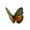 creature-butterfly-edwardsforestermale