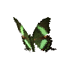 creature-butterfly-emeraldswallowtail