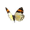 creature-butterfly-eroessachiliensisfemale