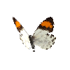 creature-butterfly-eroessachiliensismale