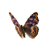 creature-butterfly-freyerspurpleemperormale