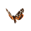 creature-butterfly-gardentigermothmale