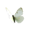 creature-butterfly-giantnorthernsulfurfemale