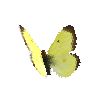 creature-butterfly-giantnorthernsulfurmale
