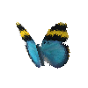 creature-butterfly-goldbandedforester