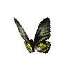 creature-butterfly-goldenbirdwingfemale