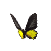 creature-butterfly-goldenbirdwingmale