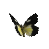 creature-butterfly-goldenjezebelfemale