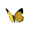 creature-butterfly-goldenjezebelmale