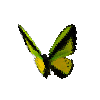 creature-butterfly-goliathbirdwingmale