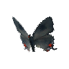 creature-butterfly-grayhairstreak