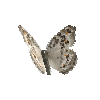 creature-butterfly-graypansy