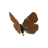 creature-butterfly-greenhairstreakmale