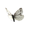 creature-butterfly-greenveinedwhitefemale