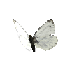 creature-butterfly-greenveinedwhitemale