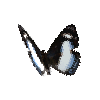 creature-butterfly-ireniametalmark
