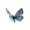 creature-butterfly-largebluefemale