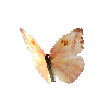 creature-butterfly-largeorangesulphurfemale