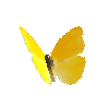 creature-butterfly-largeorangesulphurmale