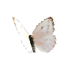creature-butterfly-largeorangesulphurwhitefemale