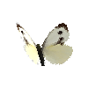 creature-butterfly-largewhitefemale